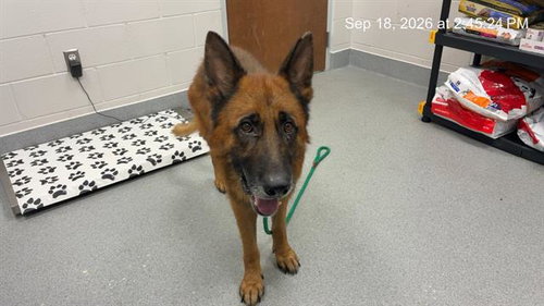 HERO, a dog for adoption from Marion County Animal Services