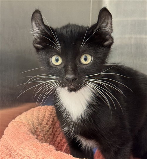 KEEBLER, a cat for adoption from Marion County Animal Services
