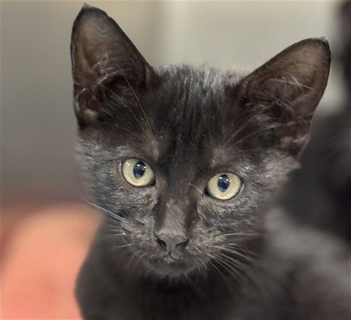 MOLLY LOLLY, a cat for adoption from Marion County Animal Services