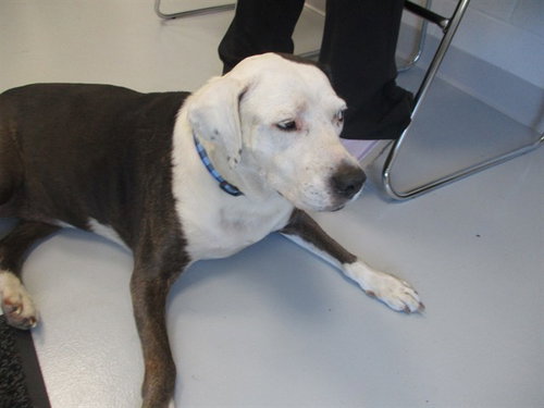 LEXI, a dog for adoption from Marion County Animal Services