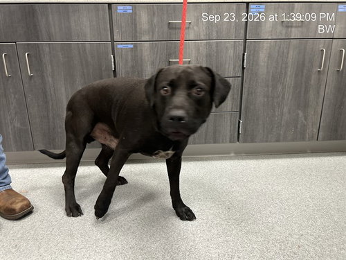 BOOSIE, a dog for adoption from Marion County Animal Services