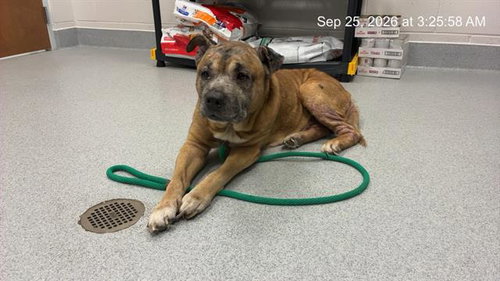 GARY, a dog for adoption from Marion County Animal Services