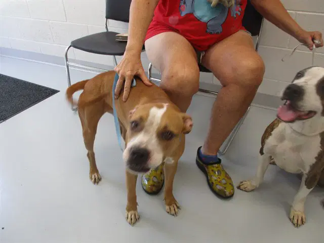 Winifred - American Staffordshire Terrier