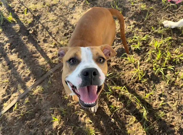 Winifred - American Staffordshire Terrier