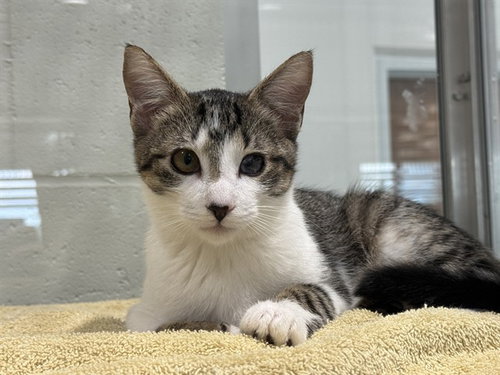 PEANUT, a cat for adoption from Marion County Animal Services