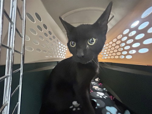 DAZE, a cat for adoption from Marion County Animal Services