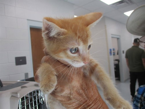SAMURAI, a cat for adoption from Marion County Animal Services