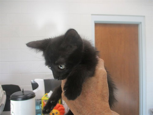 NICKI MINAJ, a cat for adoption from Marion County Animal Services