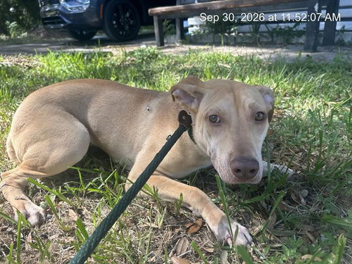 A391303, a dog for adoption from Marion County Animal Services