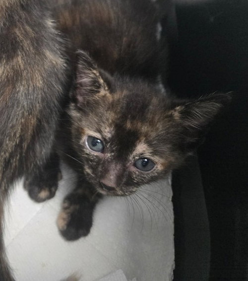 PRECIOUS, a cat for adoption from Marion County Animal Services