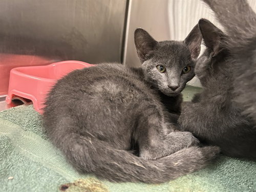 A390118, a cat for adoption from Marion County Animal Services