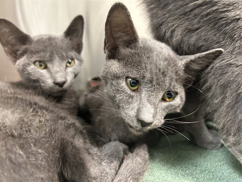A390122, a cat for adoption from Marion County Animal Services