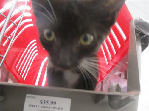 A390546, a cat for adoption from Marion County Animal Services