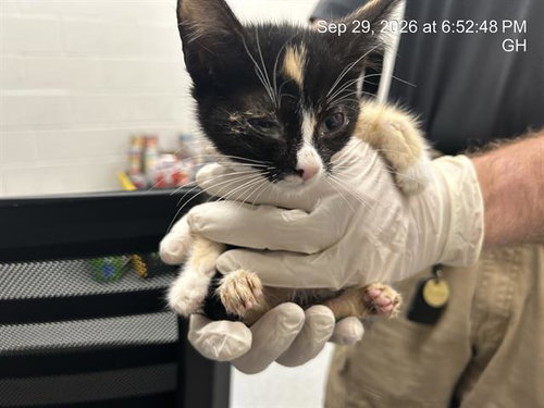 A391222, a cat for adoption from Marion County Animal Services
