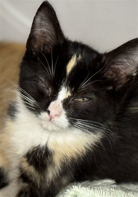SQUIRREL, a cat for adoption from Marion County Animal Services
