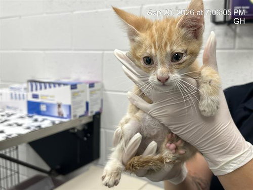 A391225, a cat for adoption from Marion County Animal Services