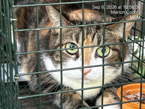 A389590, a cat for adoption from Marion County Animal Services