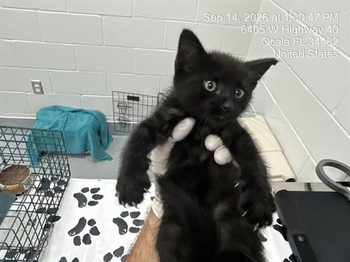 A390016, a cat for adoption from Marion County Animal Services