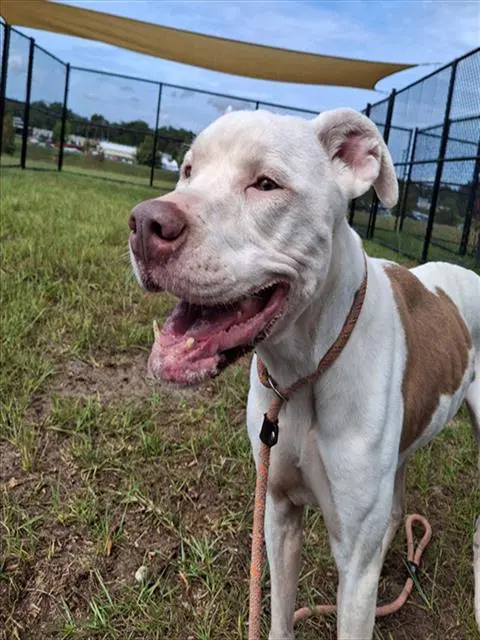 Peaches - American Staffordshire Terrier