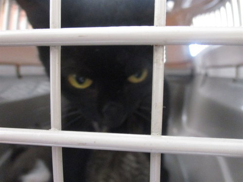 CLAWDIA, a cat for adoption from Marion County Animal Services