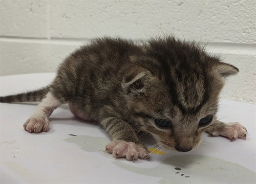 MARANDA, a cat for adoption from Marion County Animal Services