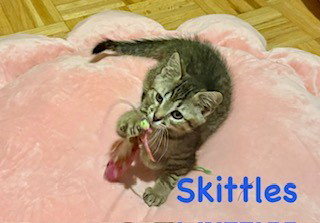 SKITTLES, a cat for adoption from Marion County Animal Services