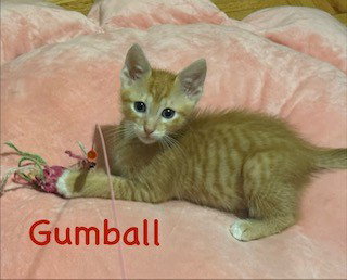 GUMBALL, a cat for adoption from Marion County Animal Services