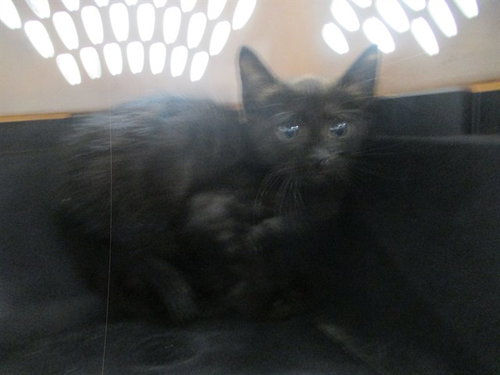 BLACKIE, a cat for adoption from Marion County Animal Services