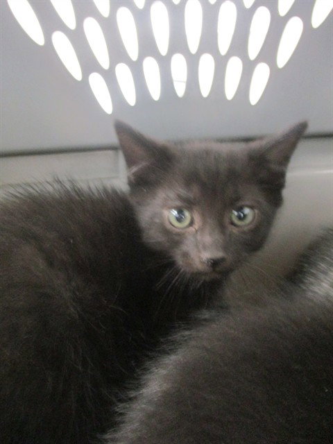 A389903, a cat for adoption from Marion County Animal Services