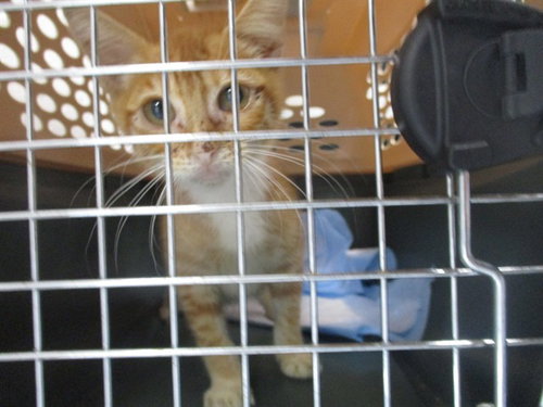 A390941, a cat for adoption from Marion County Animal Services