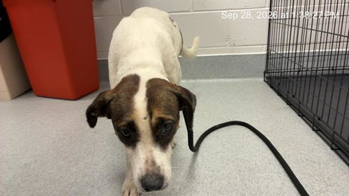A391144, a dog for adoption from Marion County Animal Services