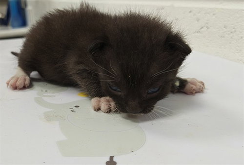 ELLIE, a cat for adoption from Marion County Animal Services
