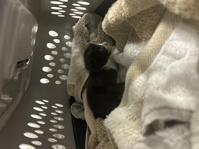 Penny Lee, Domestic Short Hair