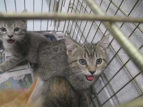 A391335, a cat for adoption from Marion County Animal Services