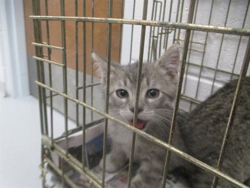 A391336, a cat for adoption from Marion County Animal Services