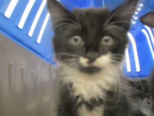 MISS PIGGY, a cat for adoption from Marion County Animal Services