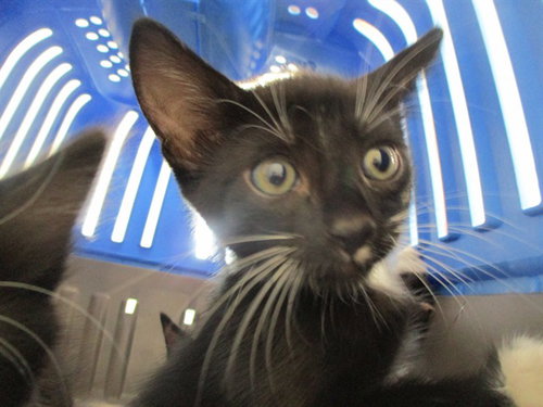 SPIDER-WOMAN, a cat for adoption from Marion County Animal Services
