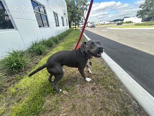 AUGIE, a dog for adoption from Marion County Animal Services