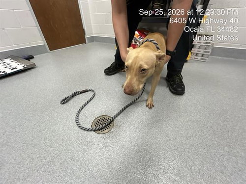 CAPPUCCINO, a dog for adoption from Marion County Animal Services