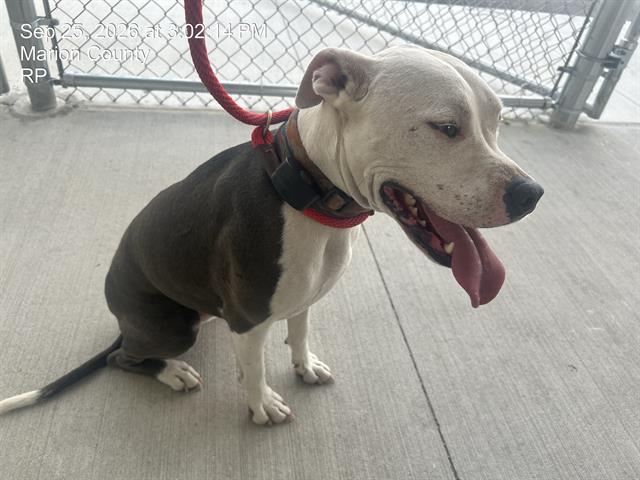 Luka, American Pit Bull Terrier