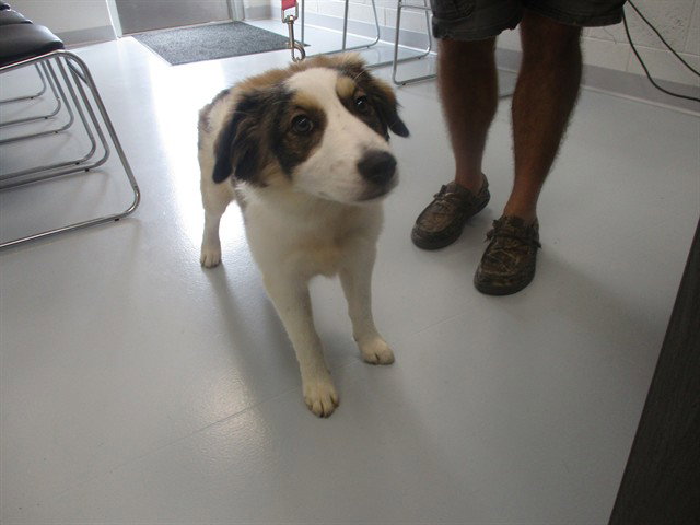 Winnie, Australian Shepherd