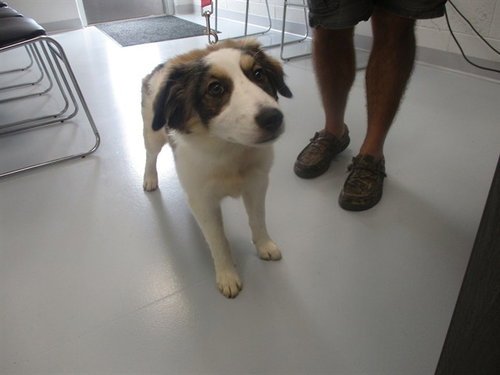 WINNIE, a dog for adoption from Marion County Animal Services