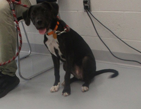 Ume, American Pit Bull Terrier
