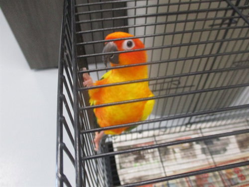 COSEY, a parrot for adoption from Marion County Animal Services