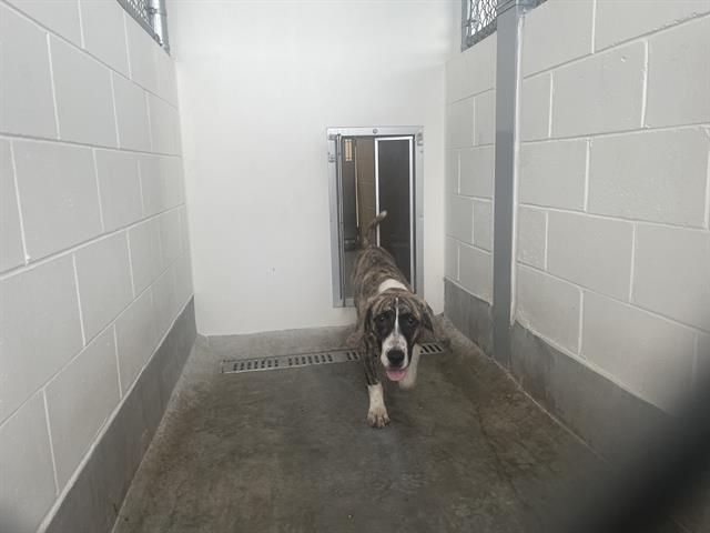 A391503, Catahoula Leopard Dog