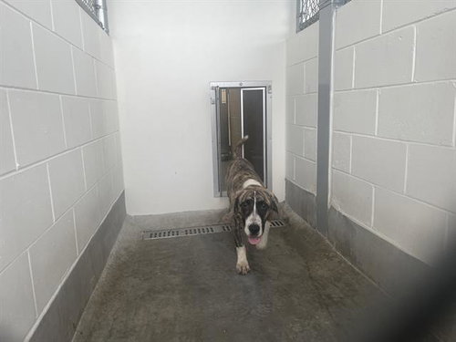 A391503, a dog for adoption from Marion County Animal Services
