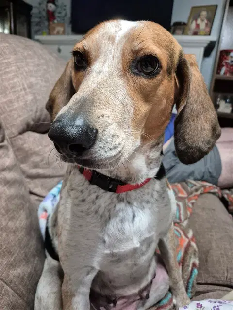 Dixie - Bluetick Coonhound