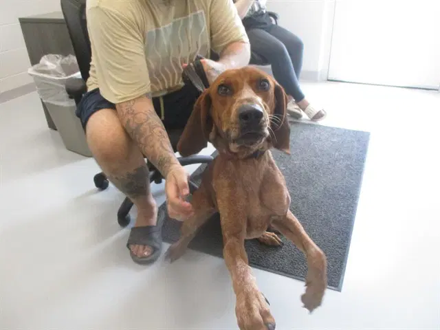 Alani - Redbone Coonhound