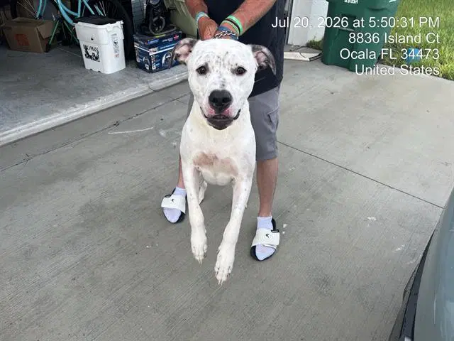 Jeffrey - Great Dane