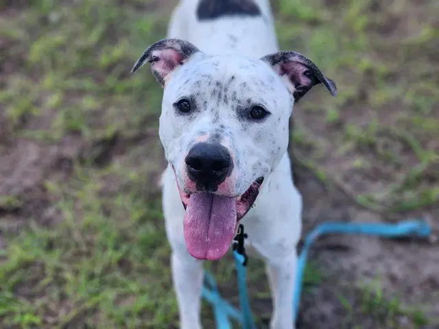 Jeffrey - Great Dane